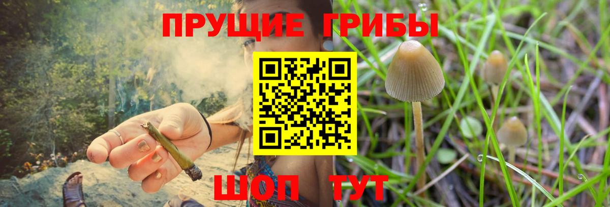 Псилоцибиновые грибы Psilocybe  Вход с VPN  Кашира 